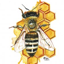 Pszczoła plakat A3